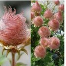 GEUM PRAIRE SMOKE / CHERRY DROP / DEER RESISTANT PERENNIAL FLOWER 55+ SEEDS