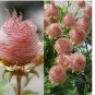 GEUM PRAIRE SMOKE / CHERRY DROP / DEER RESISTANT PERENNIAL FLOWER 55+ SEEDS