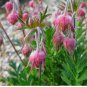 GEUM PRAIRE SMOKE / CHERRY DROP / DEER RESISTANT PERENNIAL FLOWER 55+ SEEDS