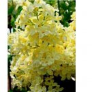 Yellow Lilac 25 Seeds Tree Fragrant Flowers Perennial Flower Seed Yellow Lilac 25 Seeds Tree Fragrant Flowers Perennial Flower Seed