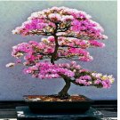 5 JAPANESE SAKURA CHERRY BLOSSOM TREE SEEDS (Prunus sargentii) Hardy Flower Plant 5 JAPANESE SAKURA CHERRY BLOSSOM TREE SEEDS (Prunus sargentii) Hardy Flower Plant