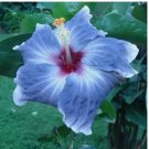 Blue Silver Hibiscus 20 Seeds Flowers Flower Seed Perennial Bloom
