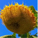 10 Mongolian Giant Sunflower Seeds NON-GMO