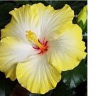 Yellow White Hibiscus 20 Seeds Flowers Perennial Flower Seed Bloom