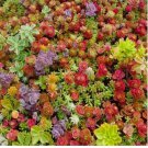 MIXED SEDUM 100 SEEDS - Stonecrop beautiful Succulent groundcover USA
