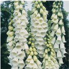 100 Alba Foxglove Seeds | Non-GMO