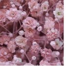 200 Pink Baby's Breath Seeds | Non-GMO