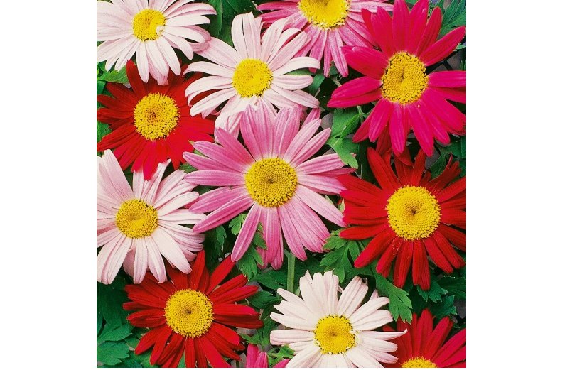 Painted Daisy Robinson Giant Mix Seeds/ Perennial/ Non-GMO 50+ Seeds