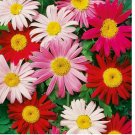 Painted Daisy Robinson Giant Mix Seeds/ Perennial/ Non-GMO 50+ Seeds
