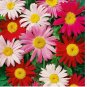 Painted Daisy Robinson Giant Mix Seeds/ Perennial/ Non-GMO 50+ Seeds