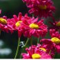 Painted Daisy Robinson Giant Mix Seeds/ Perennial/ Non-GMO 50+ Seeds