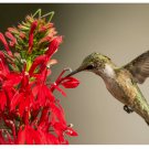 Cardinal Flower Seeds, Lobelia cardinalis, Hummingbird Attractor 1400 Seeds