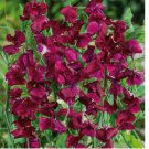 50 Sweet Pea ROYAL MAROON Seeds Fragrant Climbing Vine Red Flowers Non-GMO