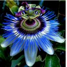 10 BLUE PASSION FLOWER SEEDS Climber Vine Fruit Plant Hummingbirds & Butterflies!