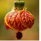 Crimson Gold Chinese House garden flower 20 seeds for spring summer Gold Red co