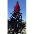 1500 Amaranth OPOPEO Red Seeds Flower Edible Leaves & Grain Microgreens Non-GMO