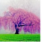 Japanese "WEEPING SAKURA" Cherry Blossom Flower Tree Seeds (pendula) Fast Hardy 5 Seeds