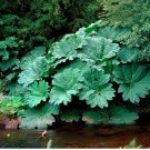 25 GUNNERA MANICATA SEEDS "Dinosaur Food" Giant Hardy Exotic Flower Plant RARE!
