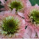 DBL Pink Green Coneflower 50 Seeds Echinacea Perennial Flowers Seed