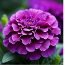 Purple India Marigold Seeds for Garden Planting - USA 25+ Seeds