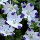 five spot, 125 Seeds UNUSUAL EYE-CATCHING purple flower