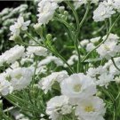 Baby's Breath SNOWFLAKE PERENNIAL 100 Seeds Native Heirloom Cut Flowers Non-GMO