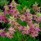 SPOTTED BEE BALM Flower 300+ Seeds Native Wildflower Herbal Tea Medicinal Plant