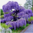 Chinese Blue Wisteria sinensis Tree 5 Seeds Fast Climber Flower Vine Hardy Plant