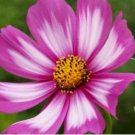 30  COSMOS CANDYSTRIPE FRESH FLOWER SEEDS