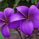 Purple Plumeria 5 Seeds Plants Flower Perennial Flowers Bloom Seed 193 US SELLER