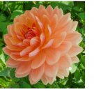 Rancho Dahlia 25 Seeds Flower Perennial Flowers Seed Flowers Bloom 1144 US SELL