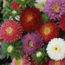 50 CHINA ASTER POWDERPUFF MIX FLOWER SEEDS FRESH SEEDS