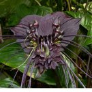 Tacca chantrieri Bat Flower Cats Whiskers Devil Flower 20 Seeds