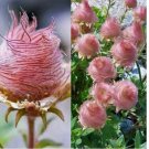 Prairie Smoke Fire 20 Seeds Plants Garden Planting Colorful Rare Bonsai Black H
