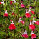 Hot Lips Salvia Seeds Flower Seed Perennial Flowers Hummingbird  50 Seeds
