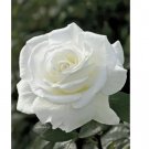Double White Rose 10  Seeds Flower Bush Perennial Shrub Flowers Seed