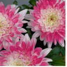 200+ Pink Lace Mum Chrysanthemum Seeds Mum Flower, Flower Seeds, Annual