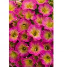Yellow Pink Petunia 50  Seeds Flower Perennial Flowers Annual Seed US SELLER