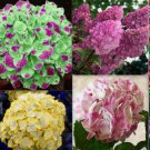 EXOTIC RARE HYDRANGEA 20 SEEDS for garden bloom flower bed plant bush USA SELLER