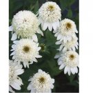 Double White Coneflower 50 Seeds Echinacea Flower Perennial Flowers US SELLER