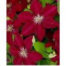 Deep Red CLEMATIS rare flower exotic vine bush plant USA Seller 20 SEEDS