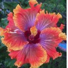 Purple Orange Pink Hibiscus 20 Seeds Flowers Flower Seed Perennial Bloom
