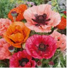 500 Seeds for Poppy ORIENTAL Mixed Colors Red + Perennial Papaver orientale NonGMO