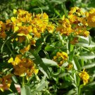 300 Mexican Tarragon Seeds, NON-GMO, Texas Tarragon, Mexican Mint Marigold