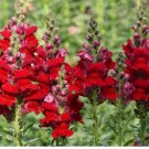 Snapdragon DEFIANCE RED Cut Flowers Attracts Hummingbirds 2000 Seeds USA Non-GMO