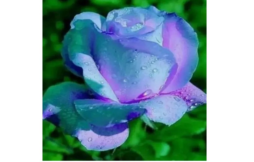 Light Blue/Violet RARE Rose tea flower Bush exotic plant USA Seller 20 Seeds