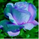 Light Blue/Violet RARE Rose tea flower Bush exotic plant USA Seller 20 Seeds