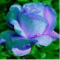 Light Blue/Violet RARE Rose tea flower Bush exotic plant USA Seller 20 Seeds