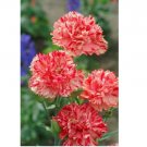 50 Dianthus Seeds Chabaud Orange Sherbet (Orange) - Flower Seeds- USA Grown -Non GMO