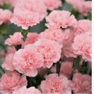 50 Dianthus Seeds Chabud La France (Pink) - Flower Seeds- USA Grown -Non GMO